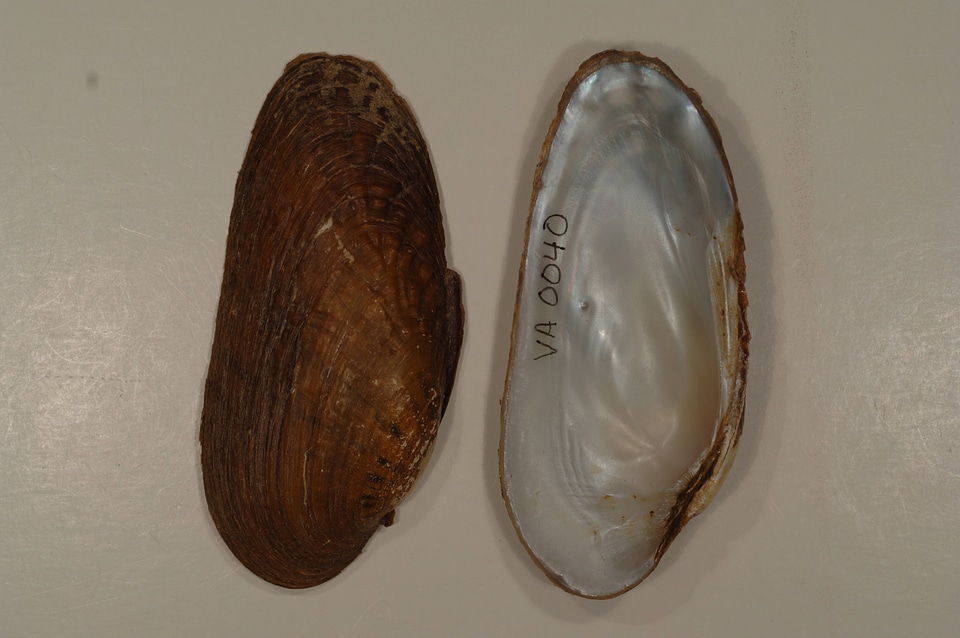 Ptychobranchus subtentus