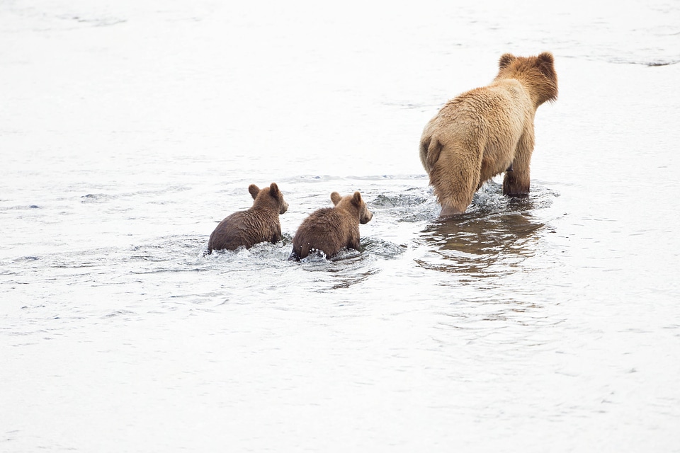 Kodiak brown bear with cubs-2