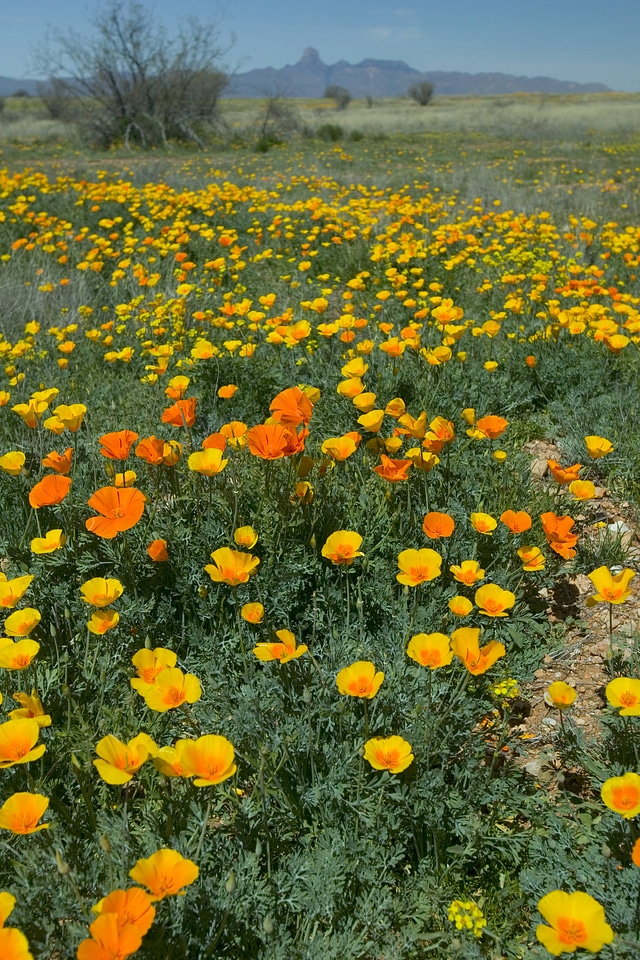 Mexican poppies-1