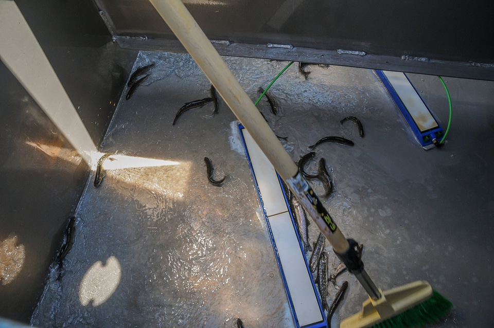 Juvenile lake trout in livewell aboard MV Spencer Baird