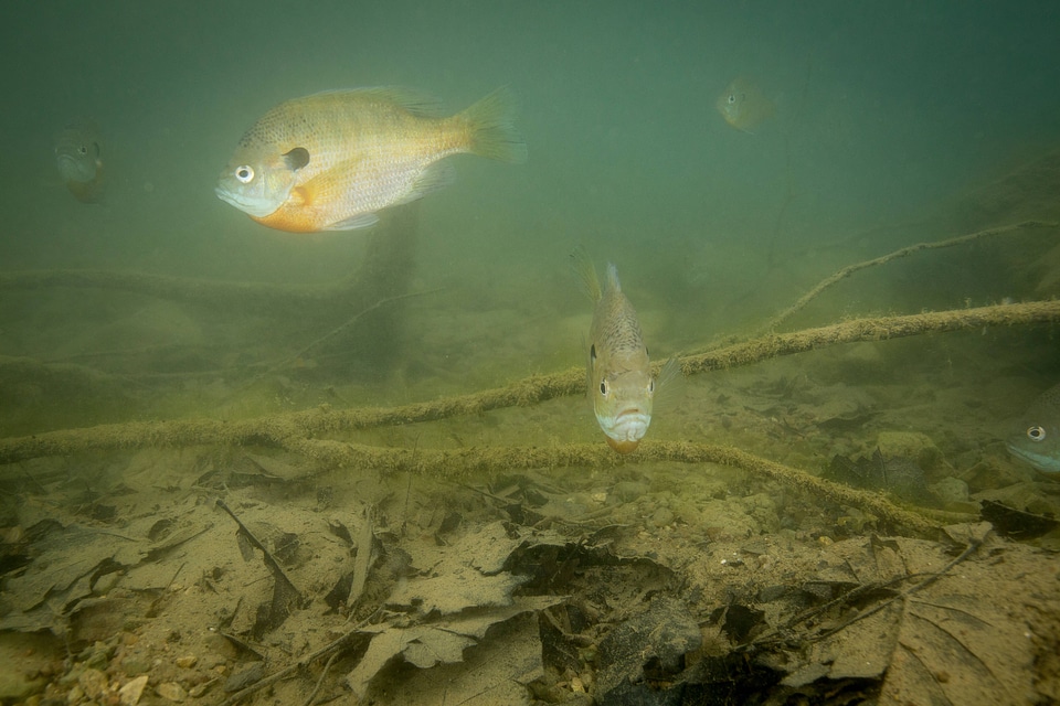 Bluegill on nest-1
