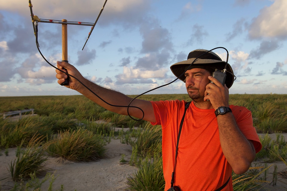 Nihoa Millerbird Translocation-2