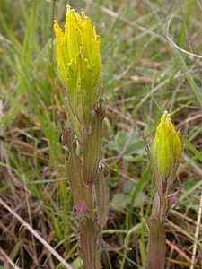 Golden Paintbrush photo