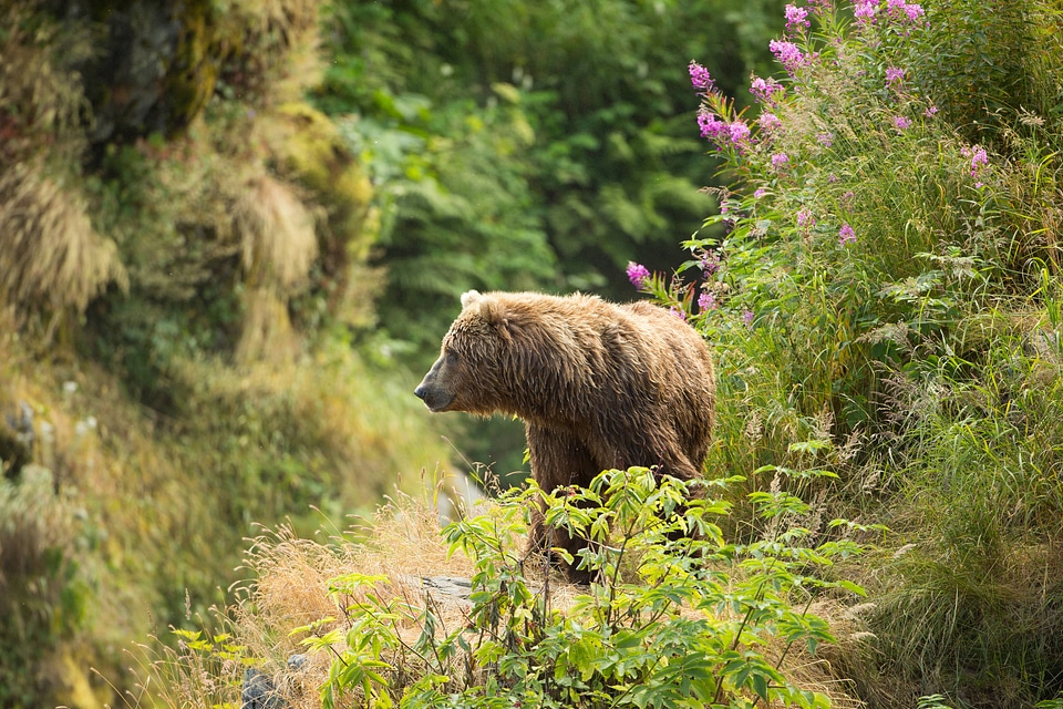 Adult Kodiak brown bear-1