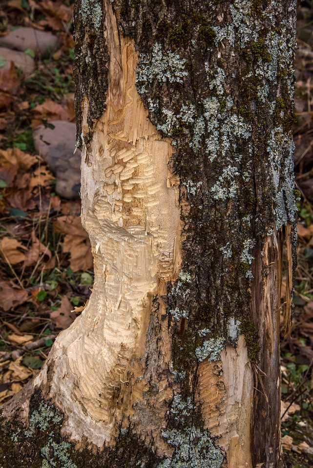 Beaver chewed tree trunk