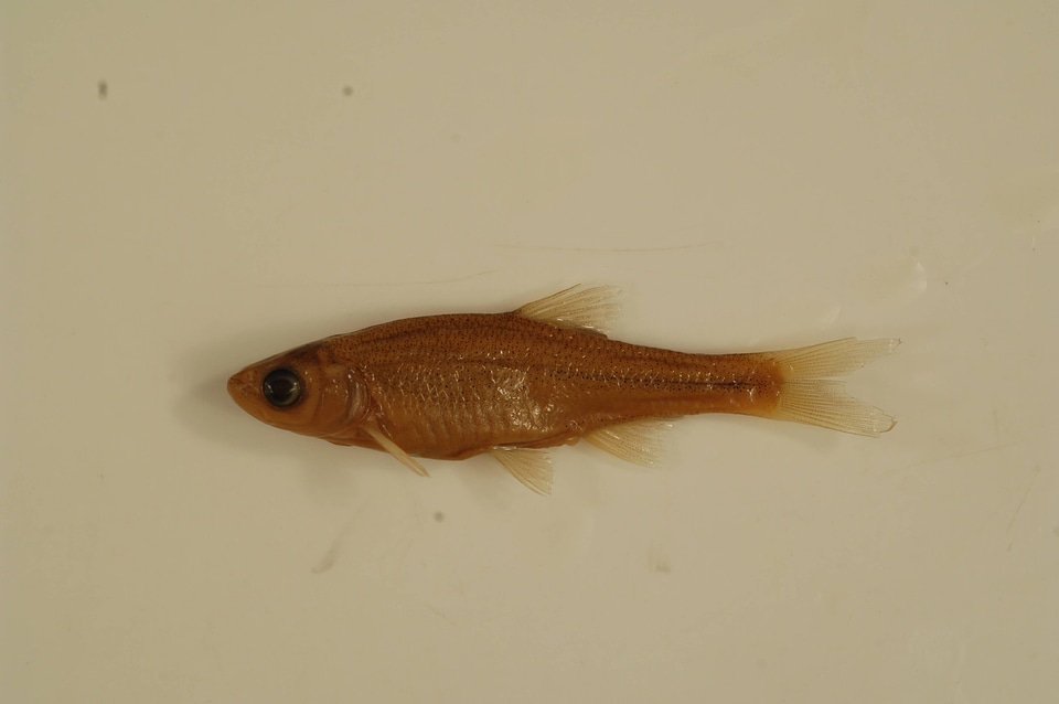 Lythrurus umbratilis