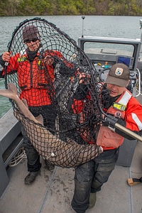 USFWS Fisheries workers catching lake sturgeon-2