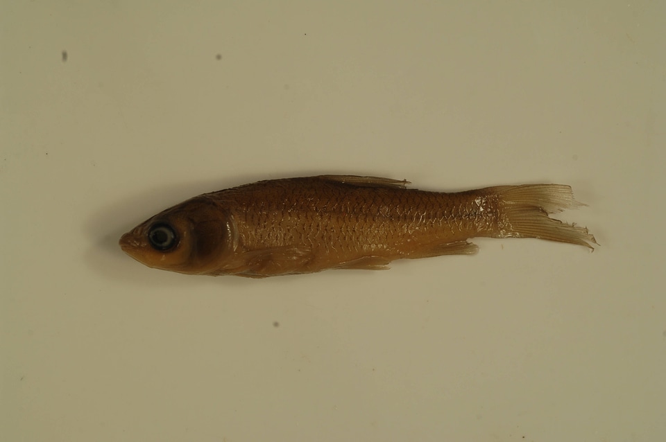 Ctenopharyngodon idella-1