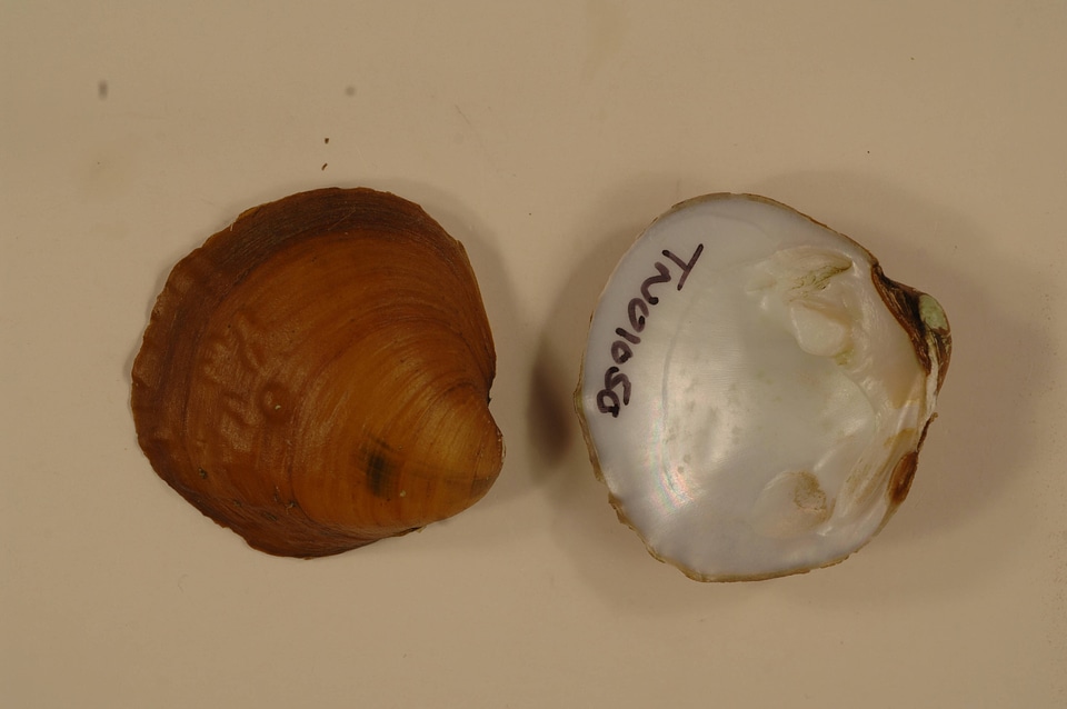 Amphinaias pustulosa-2