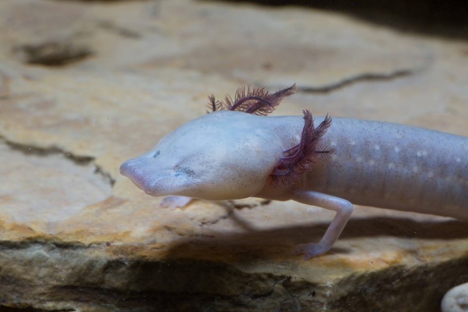 Texas Blind Salamander-3