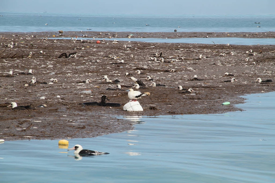 Debris and Injured Birds in Lagoon at Midway Atoll