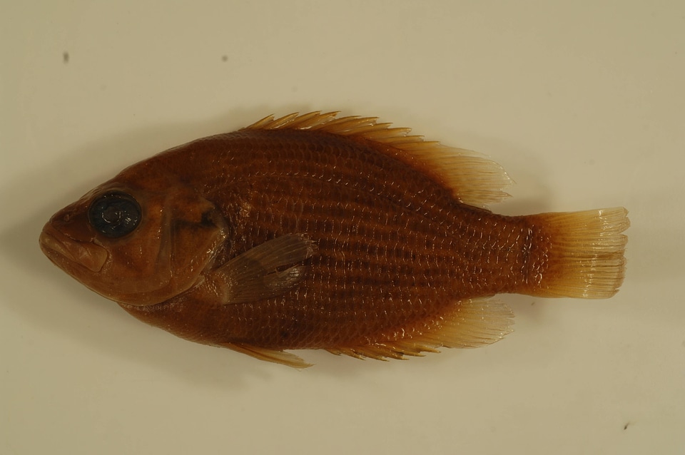 Ambloplites rupestris-1