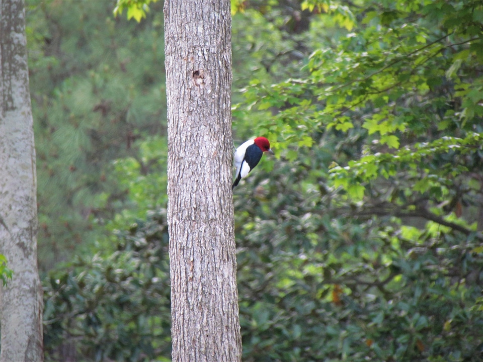 Red-headed Woodpecker-1