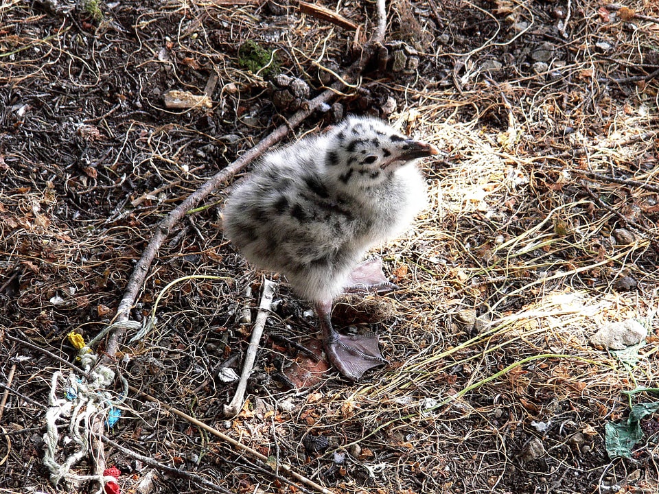 Western Gull chick