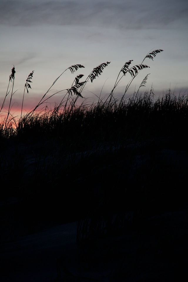 Sea Oats silhouetted by sunset-1