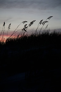 Sea Oats silhouetted by sunset-1