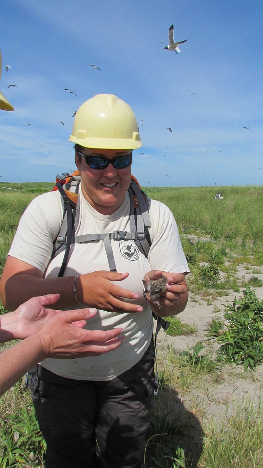 Refuge biologist holds a Laughing gull chick