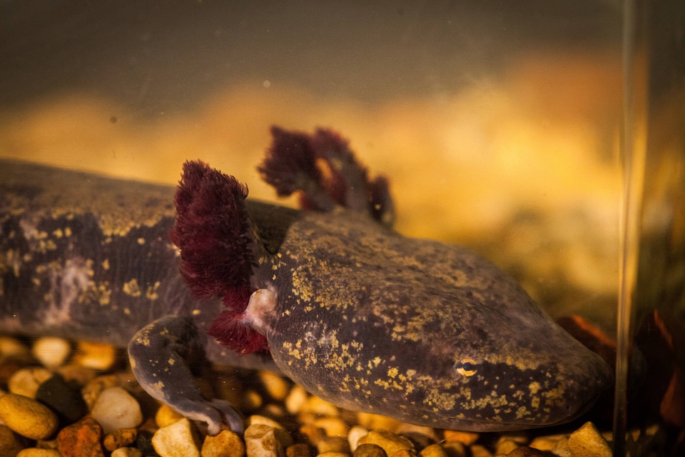 Mudpuppy in captivity-2