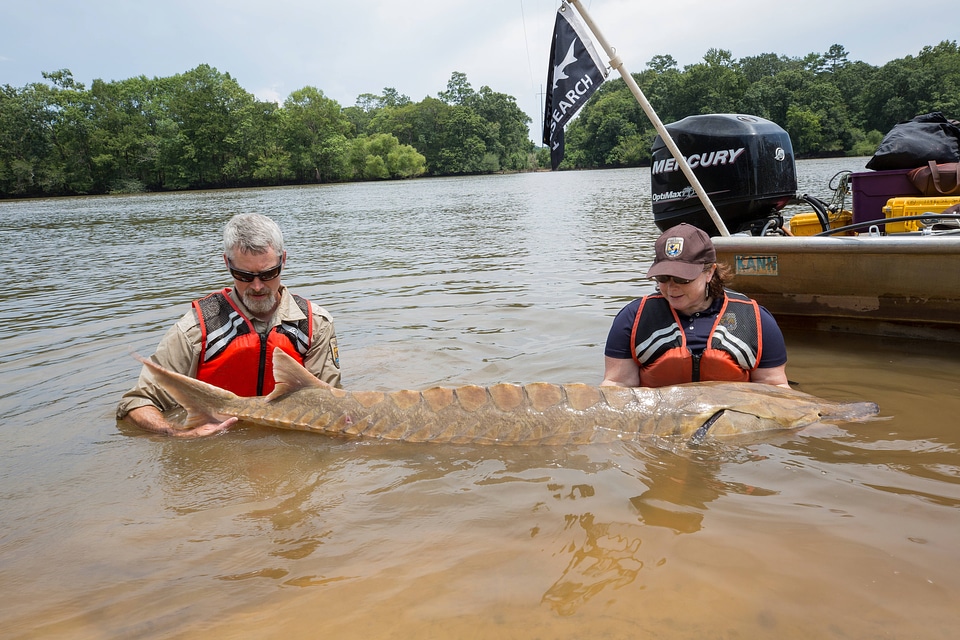 Biologists show length of Gulf sturgeon in river-6