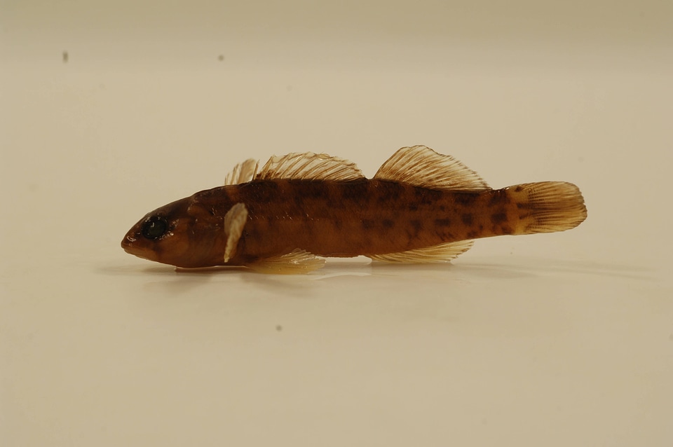 Etheostoma jordani