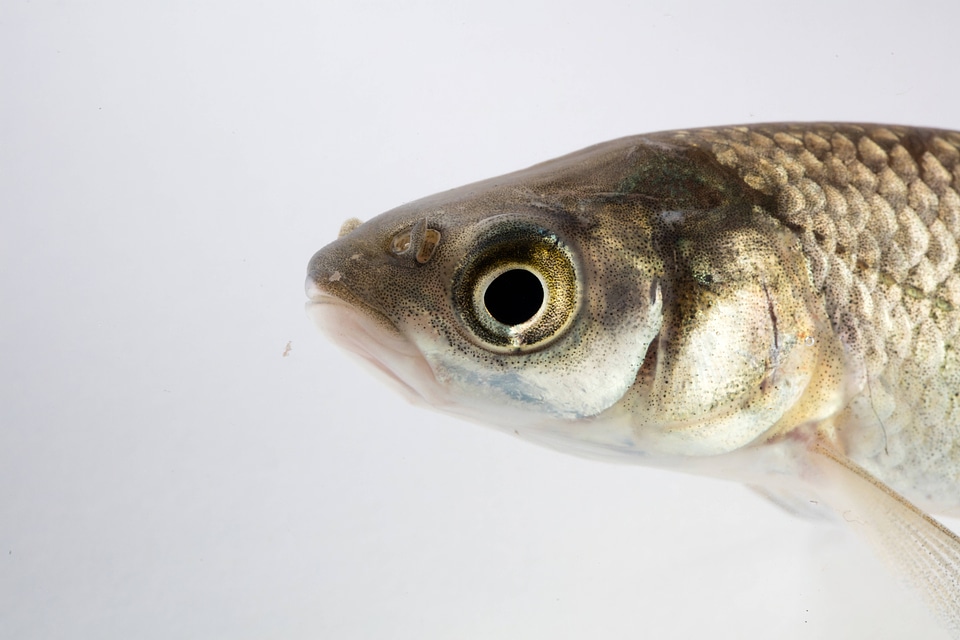 Black Carp Juvenile-1