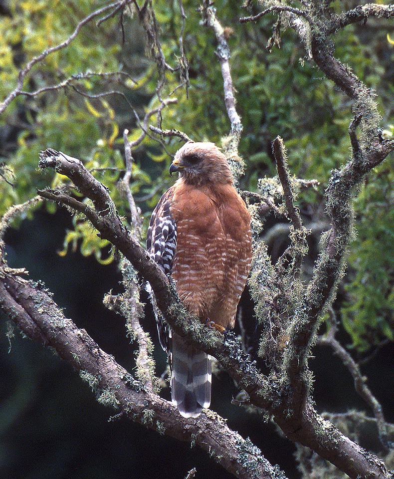 Red-shouldered Hawk-1