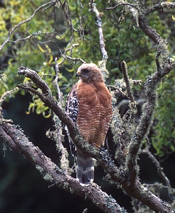 Red-shouldered Hawk-1 photo