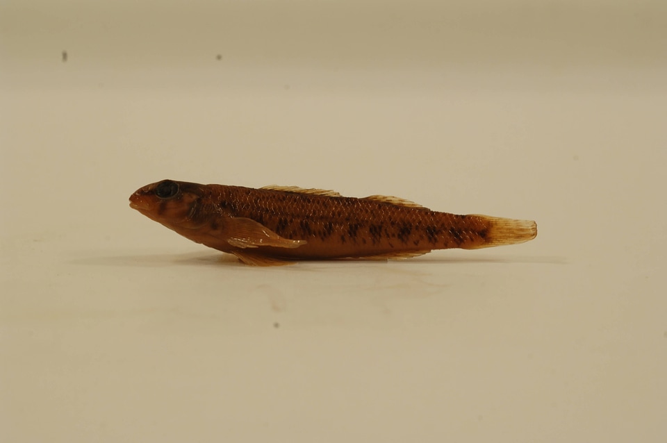 Etheostoma stigmaeum