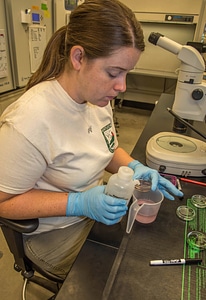 Worker doing in-vitro culture of freshwater mussels-1