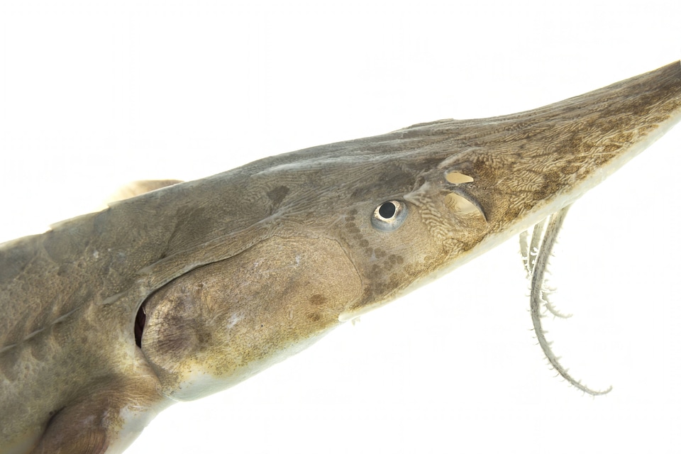 Shovelnose sturgeon-2