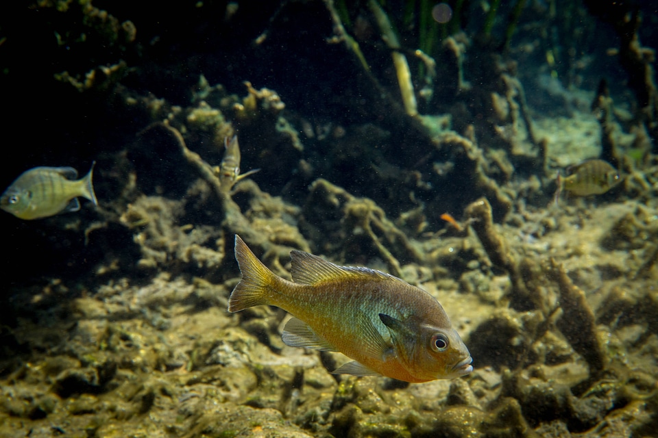 Close-up of Redbreast Sunfish-4