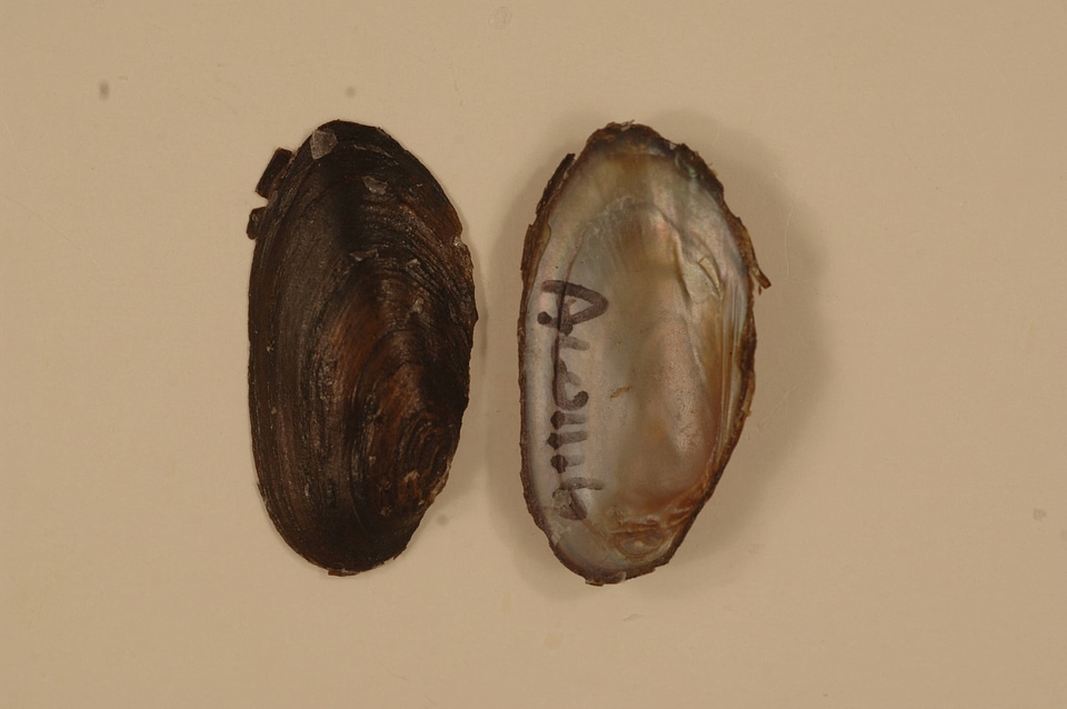Elliptio pullata-2
