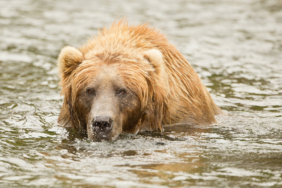 Kodiak brown bear-1
