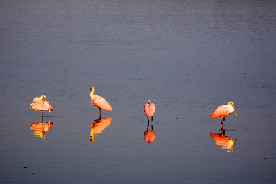 Roseate Spoonbills-3 photo