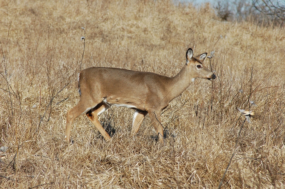 White-tailed Deer-1