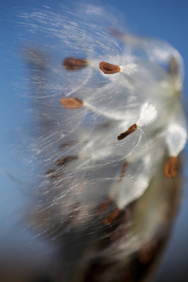 Milkweed seeds blown by wind