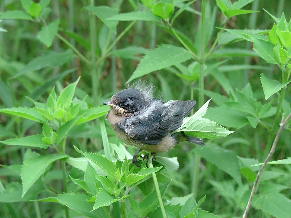Barn swallow fledgling at Neal Smith National Wildlife Refuge