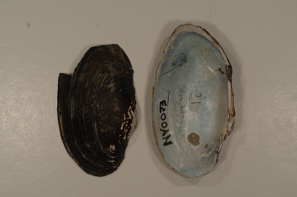 Strophitus undulatus-1
