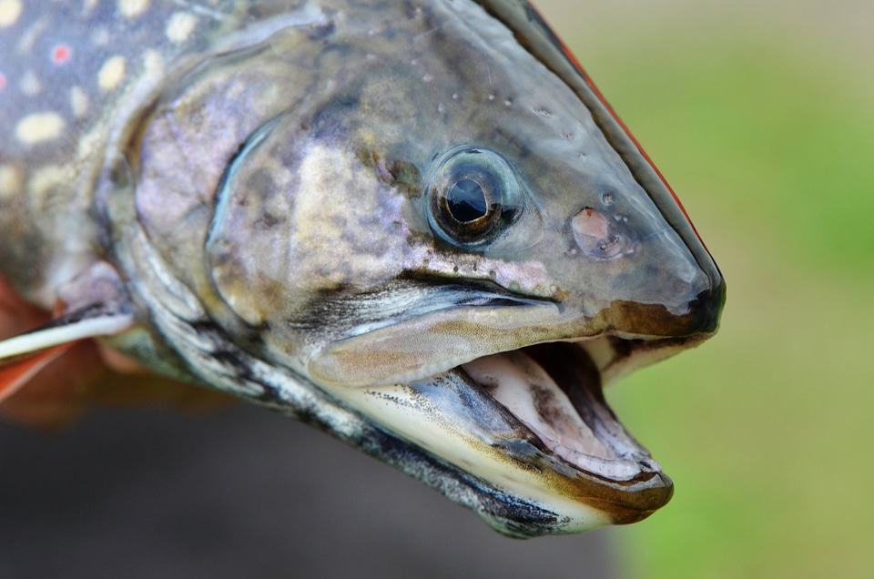 Female Coaster Brook trout