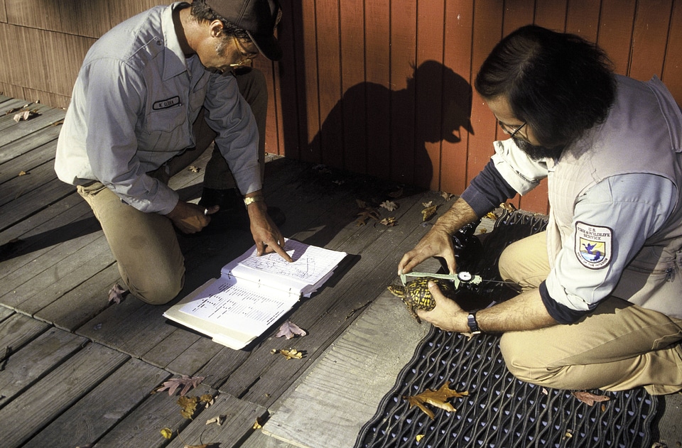 FWS Biologists Study Eastern Box Turtles