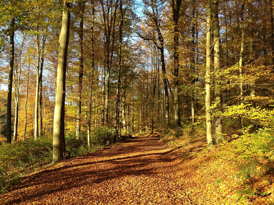 Color colorful forest