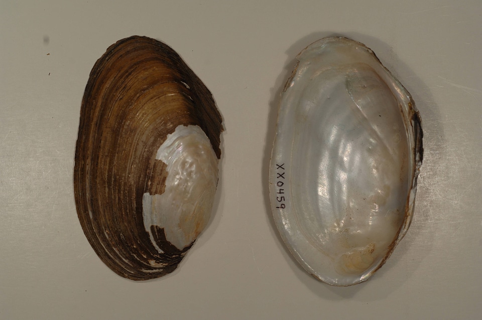 Leptodea fragilis-2