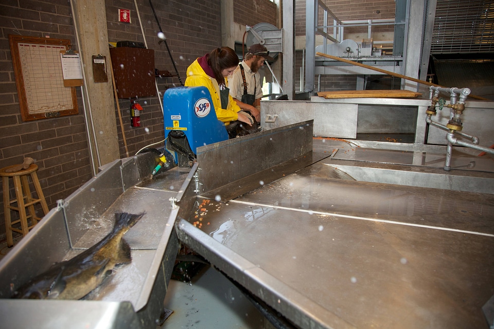 Service employees with spawning equipment