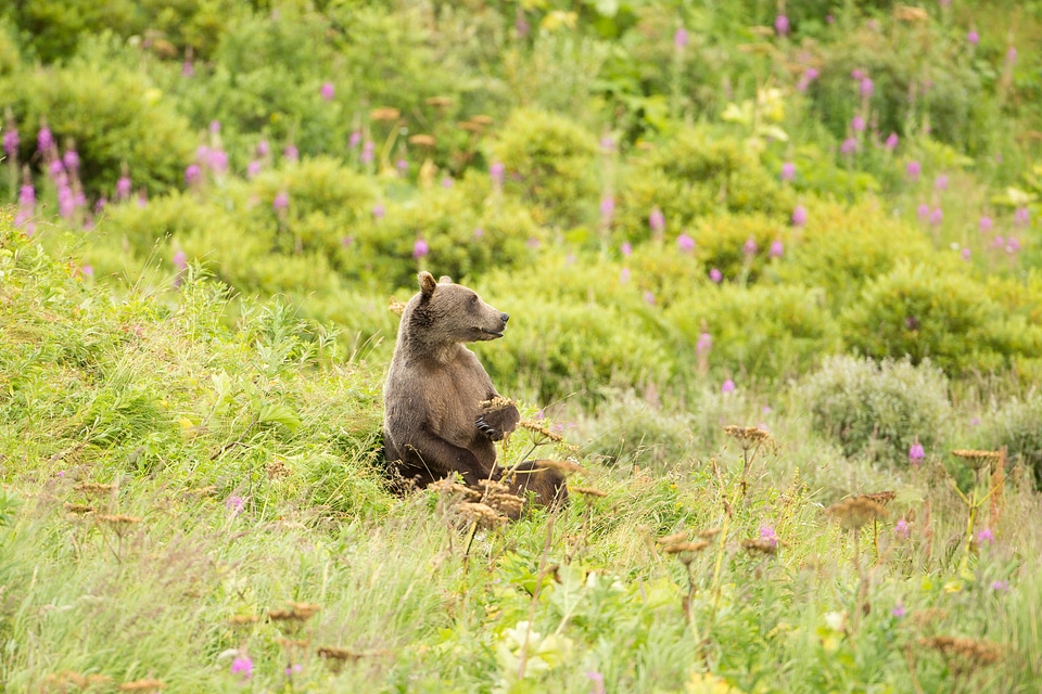 Kodiak brown bear sitting up