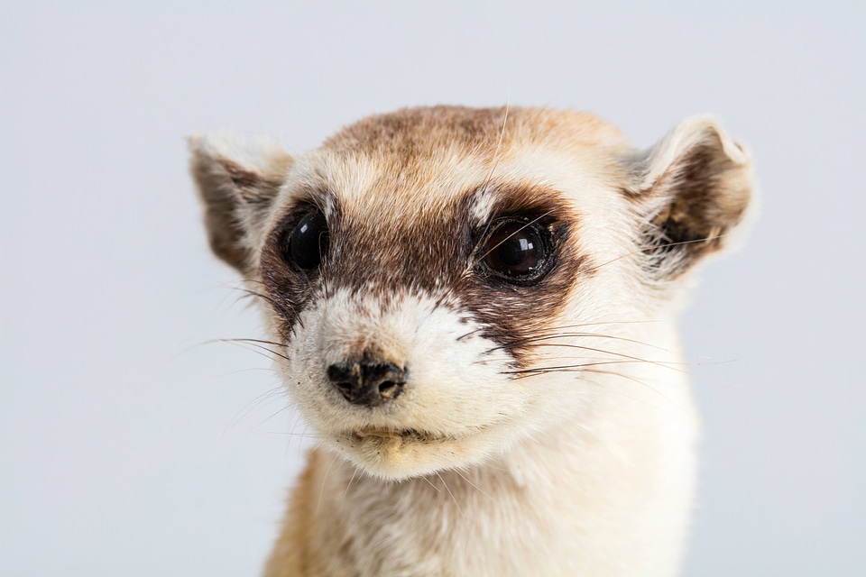 Black-footed ferret mount-2