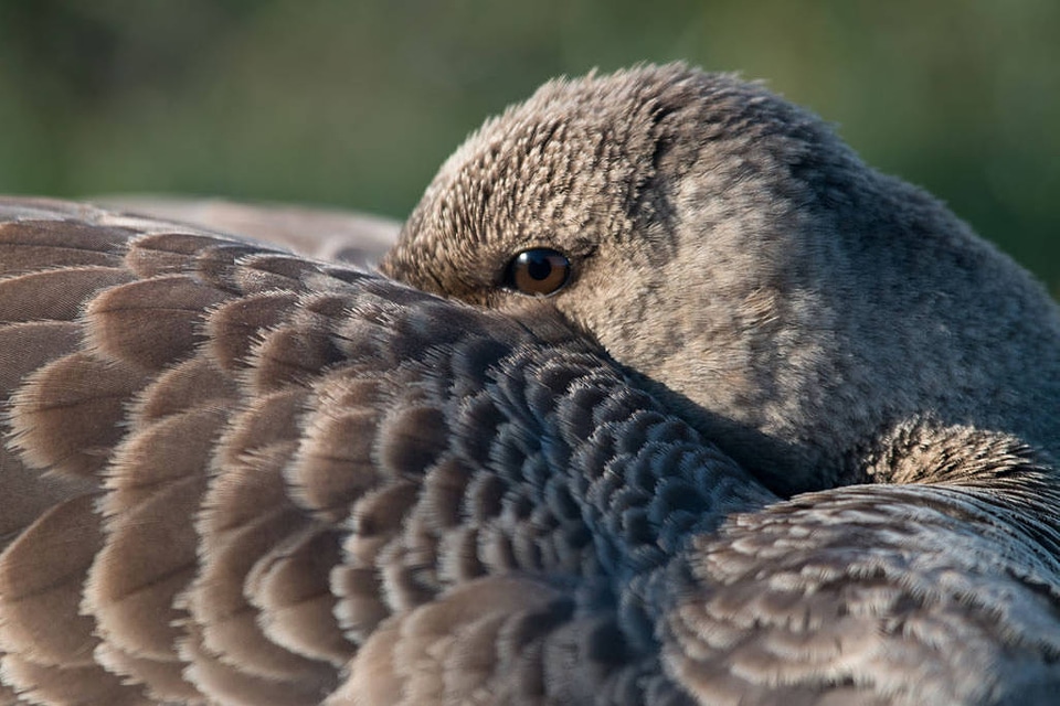 Greater White-fronted Goose-5