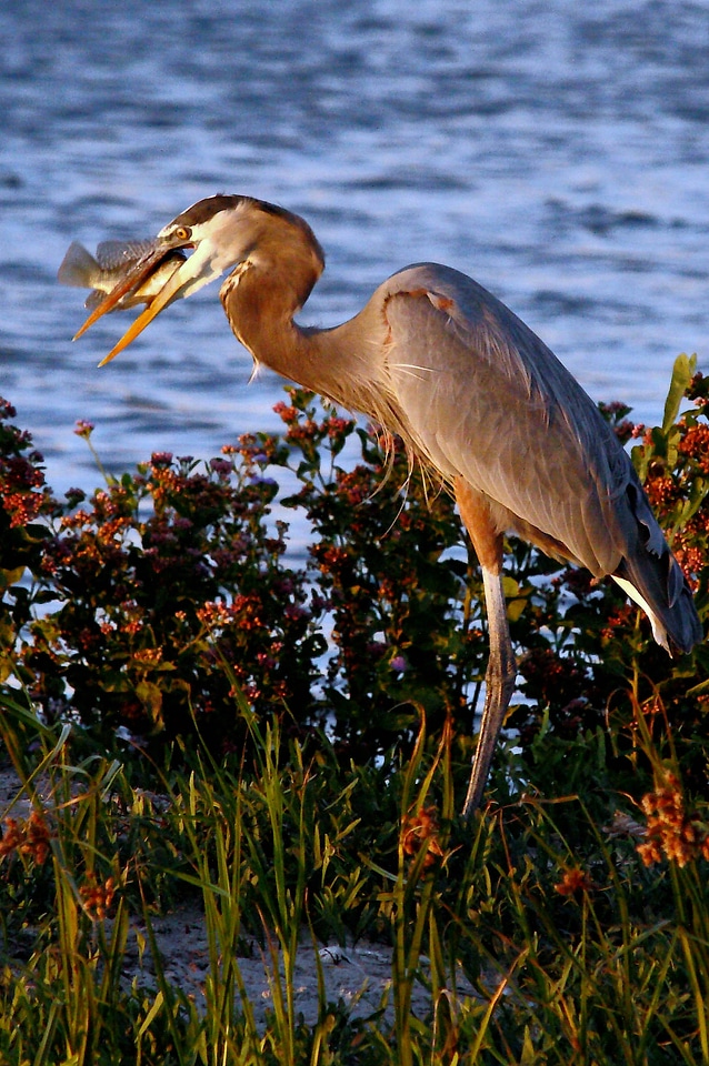 Fresh catch!