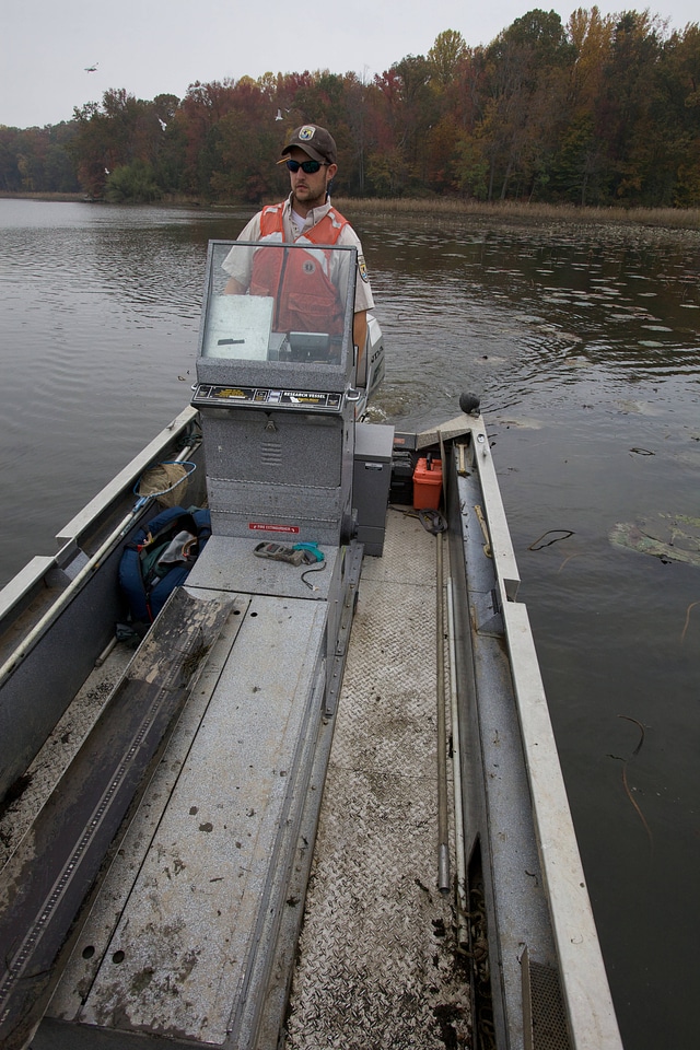 Electrofishing for Northern Snakehead-7