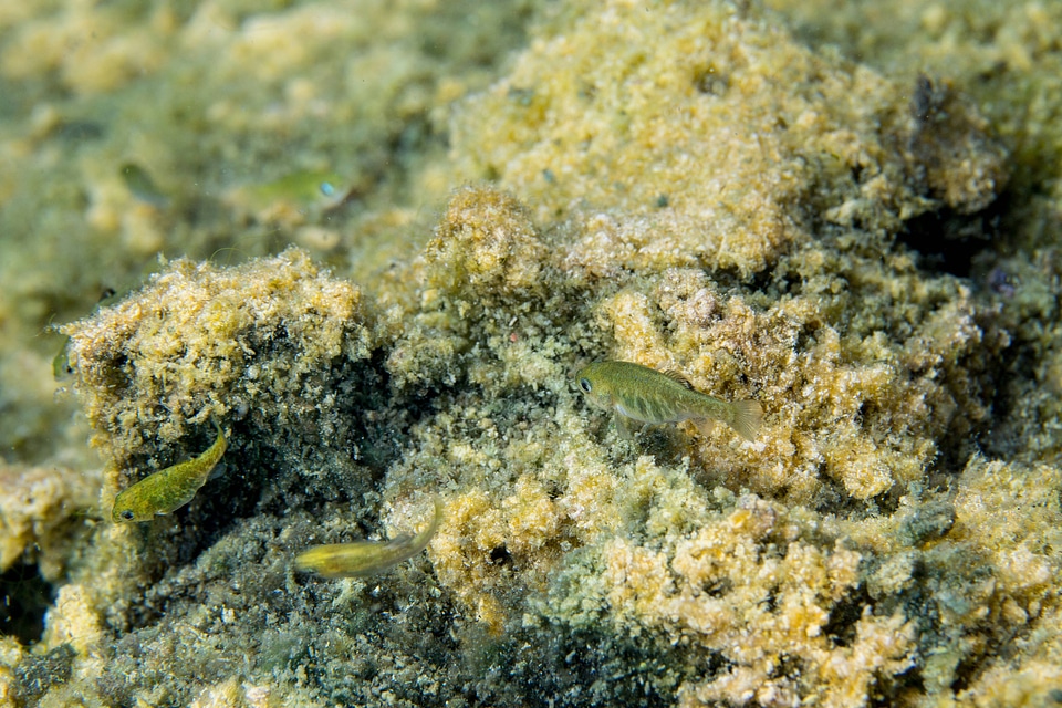 Ash Meadows Amargosa pupfish-1