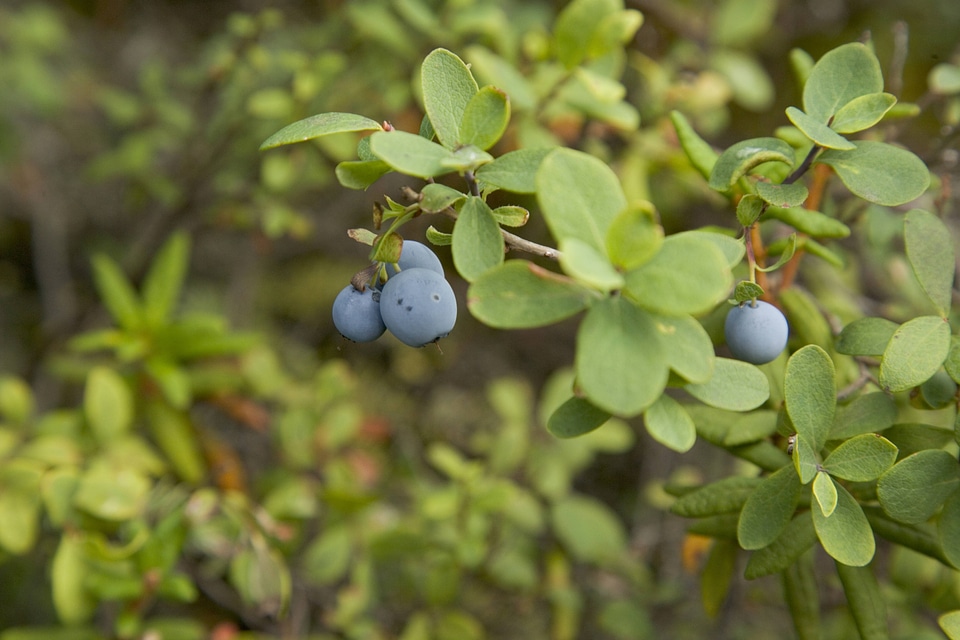 Alaskan blueberry on branch